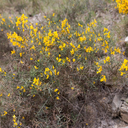 Ulex minor de  Daniel VILLAFRUELA, CC BY-SA 4.0, via Wikimedia Commons