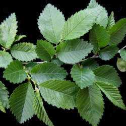 Ulmus rubra de Université Laval, CC BY-SA 4.0, via Wikimedia Commons