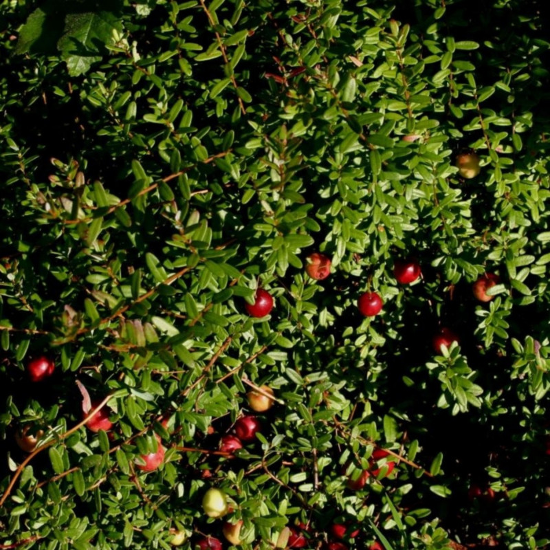 Vaccinium macrocarpon de Sten, CC BY-SA 3.0, via Wikimedia Commons