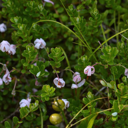 Vaccinium macrocarpon de Ryan Hodnett, CC BY-SA 4.0, via Wikimedia Commons