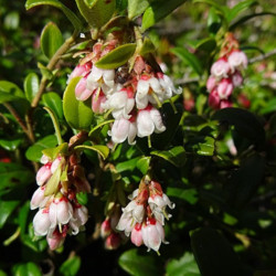 Vaccinium vitis-idaea de Anne Burgess, CC BY-SA 2.0, via Wikimedia Commons