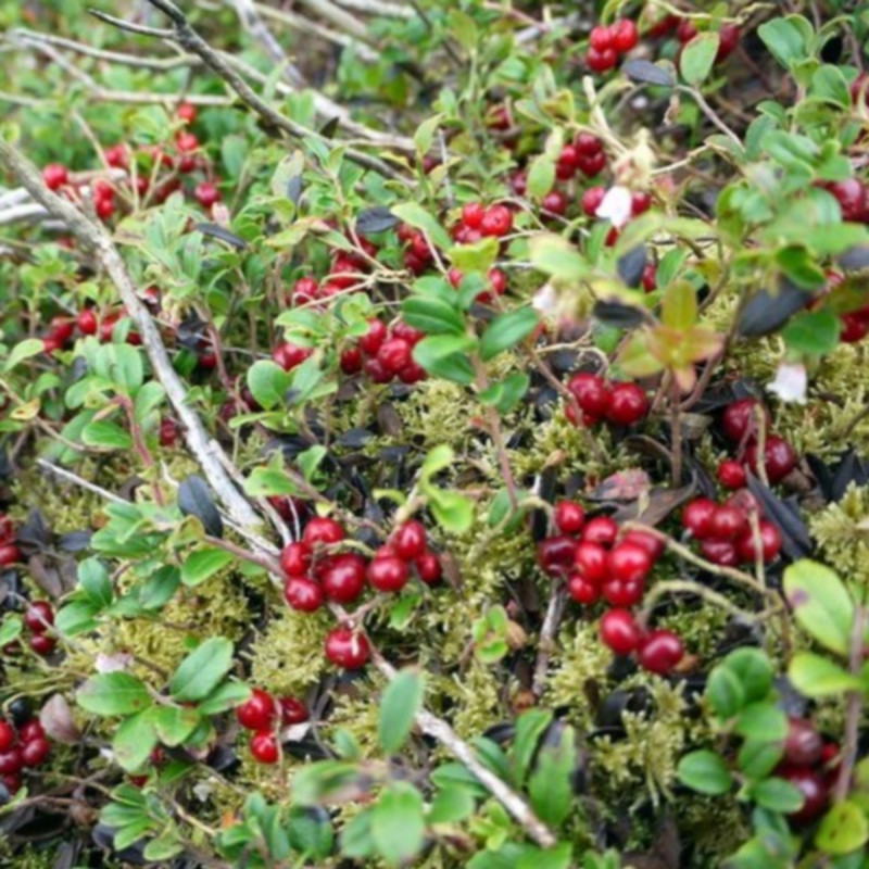 Vaccinium vitis-idaea de Andrew Curtis CC BY-SA 2.0 via Wikimedia Commons