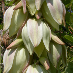 Yucca glauca de Matt Lavin from Bozeman, Montana, USA, CC BY-SA 2.0, via Wikimedia Commons