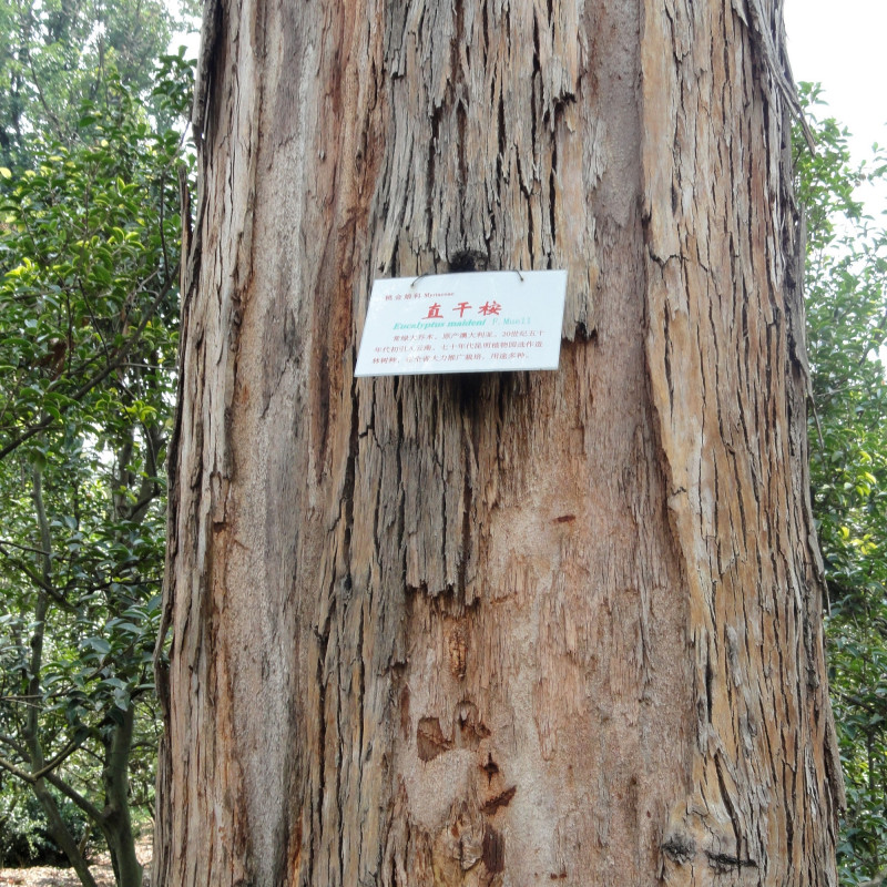 Eucalyptus maidenii de Daderot, Public domain, via Wikimedia Commons