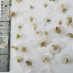 Graines de Spathodea campanulata - Semences du Puy