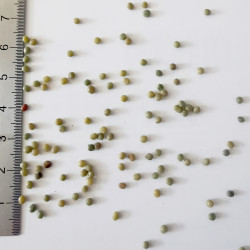 Graines d'Indigofera cytisoides - Semences du Puy
