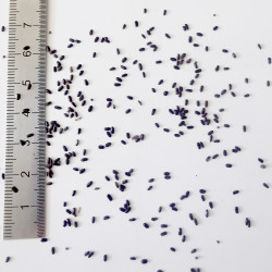 Graines de Lavandula angustifolia - Semences du Puy