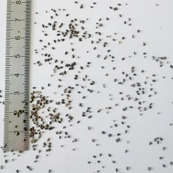 Graines de Lavandula stoechas pedunculata - Semences du Puy