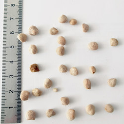 Graines de Grewia occidentalis - Semences du Puy