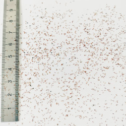 Graines de Callistemon speciosus - Semences du Puy