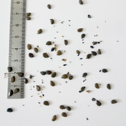 Graines de Cassia corymbosa - Semences du Puy