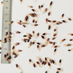 Graines de Casuarina torulosa - Semences du Puy