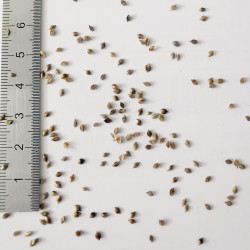 Graines de Carex testacea - Semences du Puy