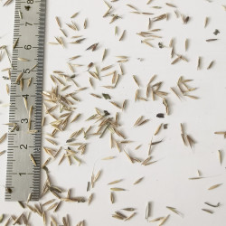 Graines de Festuca pallens - Semences du Puy