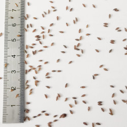 Graines de Melica altissima var atropurpurea - Semences du Puy