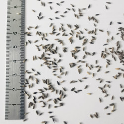 Graines de Phalaris arundinacea - Semences du Puy