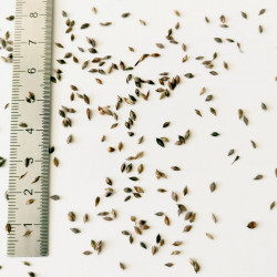 Graines de Carex acutiformis - Semences du Puy