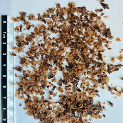 Graines de Betula maximowicziana par Semences du Puy