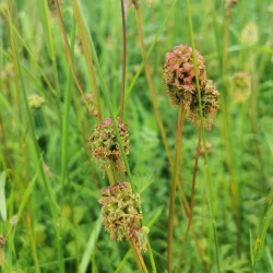 Sanguisorba minor Semences du Puy