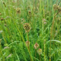 Sanguisorba minor Semences du Puy