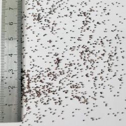Graines d'Origanum vulgare hirtum - Semences du Puy