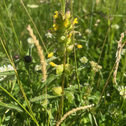 Rhinanthus minor par Semences du Puy