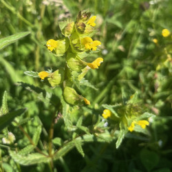 Rhinanthus minor par Semences du Puy