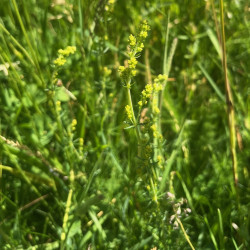 Galium verum par Semences du Puy