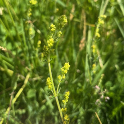 Galium verum par Semences du Puy