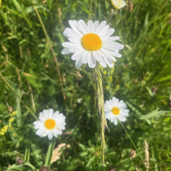 Leucanthemum ircutianum par Semences du Puy