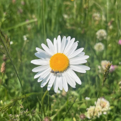 Leucanthemum ircutianum par Semences du Puy