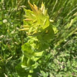 Gentiana lutea Semences du Puy