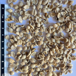 Graines de Murraya paniculata par Semences du Puy