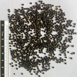 Graines de Teline linifolia par Semences du Puy