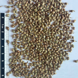 Graines de Carpinus orientalis par Semences du Puy