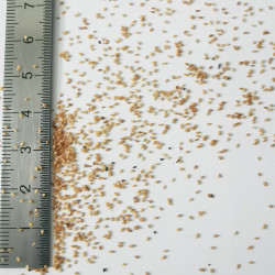 Graines de Sedum pulchellum - Semences du Puy