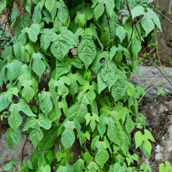 Mina lobata 'Scarlet yellow' Semences du  puy