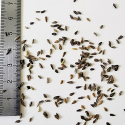 Graines d'Aster alpinus - Semences du Puy