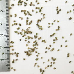 Graines de Potentilla erecta - Semences du Puy