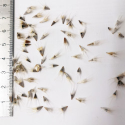 Graines de Gaillardia aristata - Semences du Puy