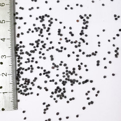 Graines de Gypsophila repens - Semences du Puy