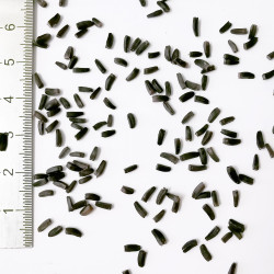 Graines d'Helenium autumnale hoopesii - Semences du Puy