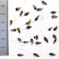 Graines de Leucadendron rubrum - Semences du Puy