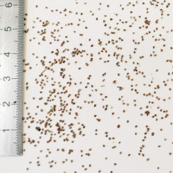 Graines de Potentilla argentea - Semences du Puy