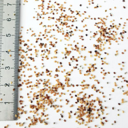 Graines de Lobularia maritima paletta MIX - Semences du Puy