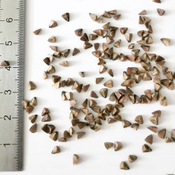 Graines de Moluccella laevis - Semences du Puy