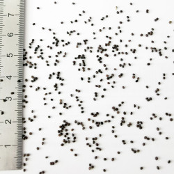 Graines de Nepeta cataria citriodora - Semences du Puy