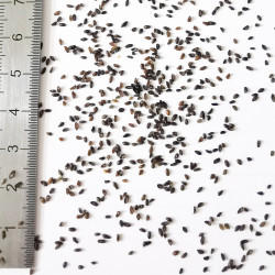 Graines de Plantago media - Semences du Puy
