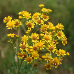 Senecio jacobaea de Danny S., CC BY-SA 3.0, via Wikimedia Commons