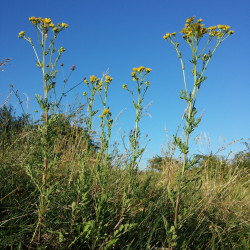 Senecio jacobaea de Stefan.lefnaer, CC BY-SA 4.0, via Wikimedia Commons